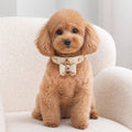 Ivory Crystal Dog Collar with Croc-Embossed Bow Charm