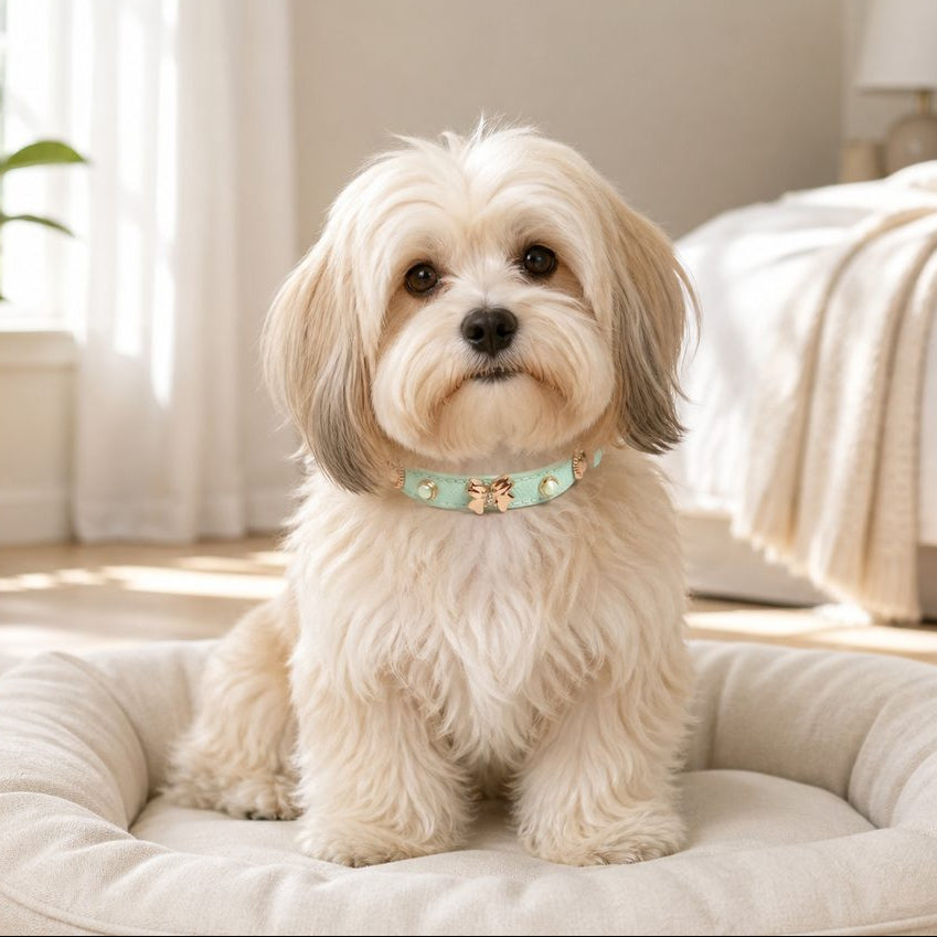Mint Butterfly Dog Collar with Rose-Gold Bow and Pearl Accents