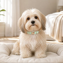 Mint Butterfly Dog Collar with Rose-Gold Bow and Pearl Accents