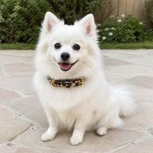 Wild Leopard Dog Collar with Textured Finish and Gold-Tone Hardware