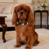 Black Pearl Bow Dog Collar with Crystal Accents