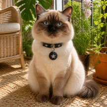 Midnight Star Cat Collar with Silver Studs and Guardian Medallion