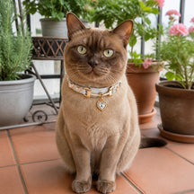 Moonlit Aurora Cat Collar with Clear Crystal Heart Pendant