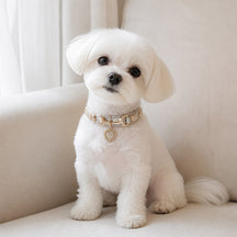 Moonlight Heart Dog Collar with Iridescent Scales and Crystal Charm