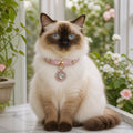Rose Aurora Cat Collar with Rainbow Heart Medallion