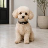 Obsidian Guardian Star Dog Collar with Gold-Tone Emblem