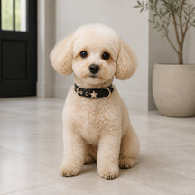Obsidian Guardian Star Dog Collar with Gold-Tone Emblem