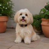 Obsidian Guardian Star Dog Collar with Gold-Tone Emblem