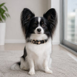Obsidian Guardian Star Dog Collar with Gold-Tone Emblem