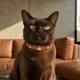 Caramel Star Cat Collar with Vintage Gold Guardian Emblem