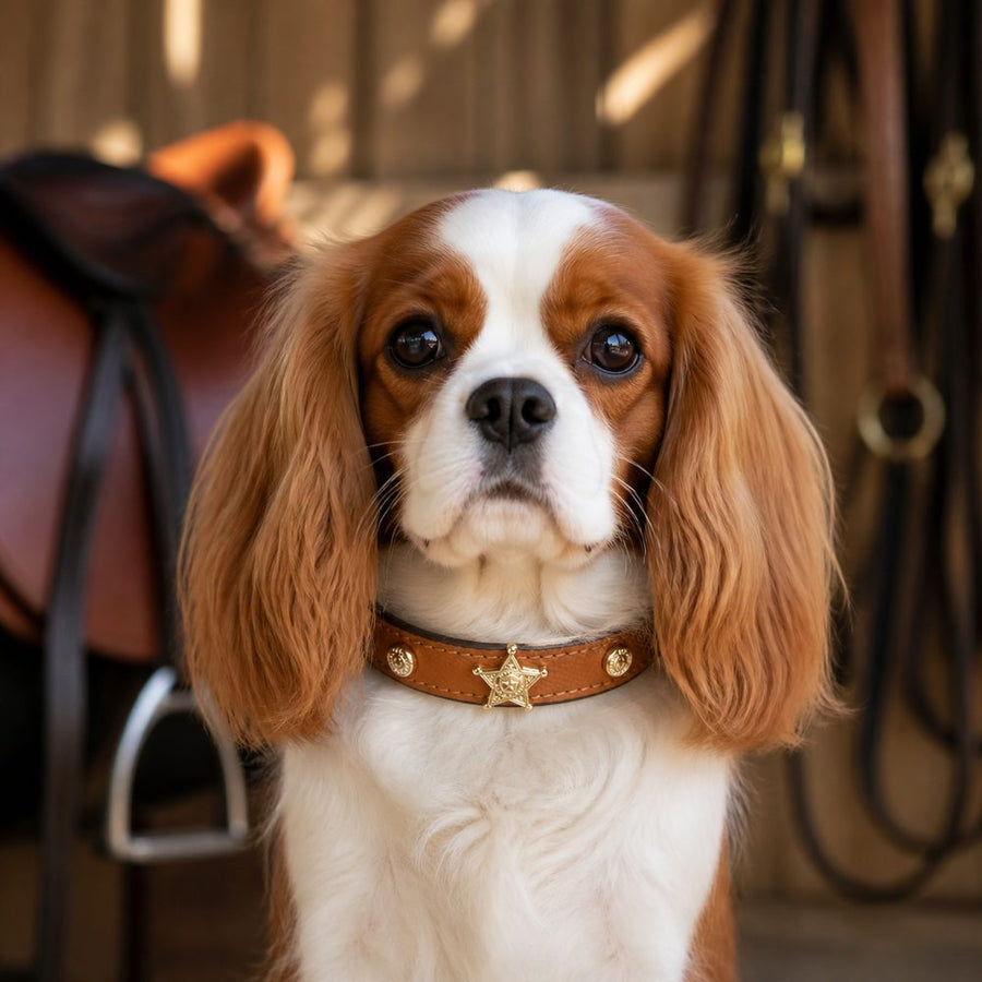 Caramel Sheriff Star Dog Collar with Vintage Gold Medallions