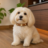 Caramel Sheriff Star Dog Collar with Vintage Gold Medallions