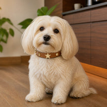 Caramel Sheriff Star Dog Collar with Vintage Gold Medallions