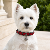 Crimson Edge Dog Collar with Black Rings and Filigree Bell