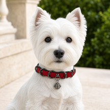Crimson Edge Dog Collar with Black Rings and Filigree Bell