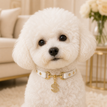 Golden Fortune White Dog Collar with Crystal Dollar Charm