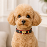 Crimson Edge Dog Collar with Black Finish and Gold Ring Detail