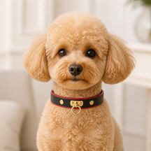 Crimson Edge Dog Collar with Black Finish and Gold Ring Detail