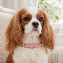 Sparkling “GOOD GIRL” Pink Dog Collar with Rhinestone Letters