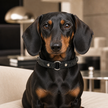 Obsidian Minimalist Dog Collar with Silver Center Ring