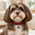 Crimson Edge Dog Collar with Black Rings and Filigree Bell