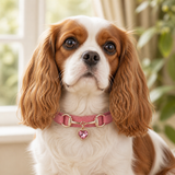Rose Heart Dog Collar with Gold-Tone Bit and Crystal Charm