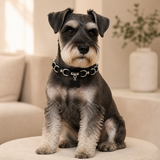 Obsidian Silver-Ring Dog Collar with Bone Tag