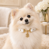 Golden Fortune White Dog Collar with Crystal Dollar Charm