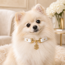 Golden Fortune White Dog Collar with Crystal Dollar Charm